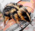 Lowland Streaked Tenrec (Hemicentetes semispinosus)
Photo by Kazuo Yamasaki