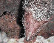 Greater Hedgehog Tenrec (Setifer setosus)
Photo by Debra Mauzy Melitz