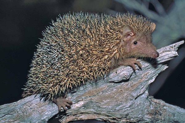 Lesser Hedgehog Tenrec (Echinops telfairi) - Lac Tsimanampetsotsa - Madagascar - Copyright Harald Sch&uuml;tz