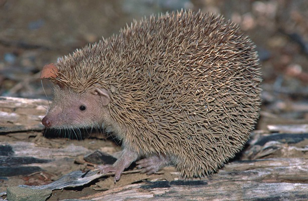 Lesser Hedgehog Tenrec (Echinops telfairi) - Beza Mahafaly - Madagascar - Copyright Harald Sch&uuml;tz