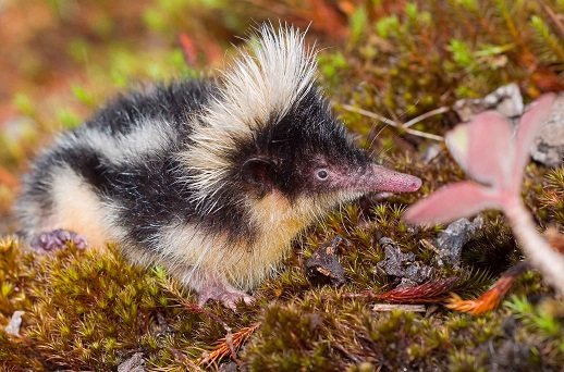 Highland Streaked Tenrec (Hemicentetes nigriceps) - Ankazomivady - Madagascar - Copyright Harald Sch&uuml;tz