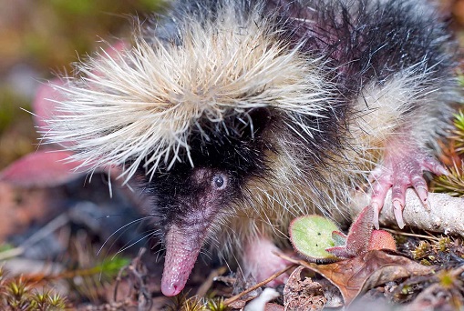 Highland Streaked Tenrec (Hemicentetes nigriceps) defensive behaviour - Ankazomivady - Madagascar - Copyright Harald Sch&uuml;tz