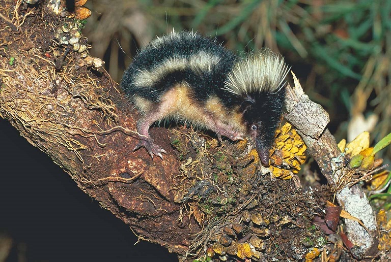 Highland Streaked Tenrec (Hemicentetes nigriceps) - Tsinjoarivo - Madagascar - Copyright Harald Sch&uuml;tz