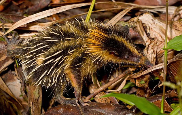 Lowland Streaked Tenrec (Hemicentetes semispinosus) - Andasibe - Madagascar - Copyright Harald Sch&uuml;tz