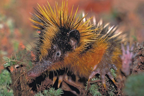 Lowland Streaked Tenrec (Hemicentetes semispinosus) - Tsinjoarivo - Madagascar - Copyright Harald Sch&uuml;tz