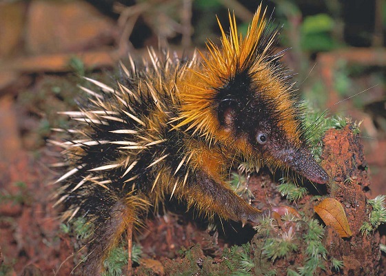 Lowland Streaked Tenrec (Hemicentetes semispinosus) - infant - Tsinjoarivo - Madagascar - Copyright Harald Sch&uuml;tz