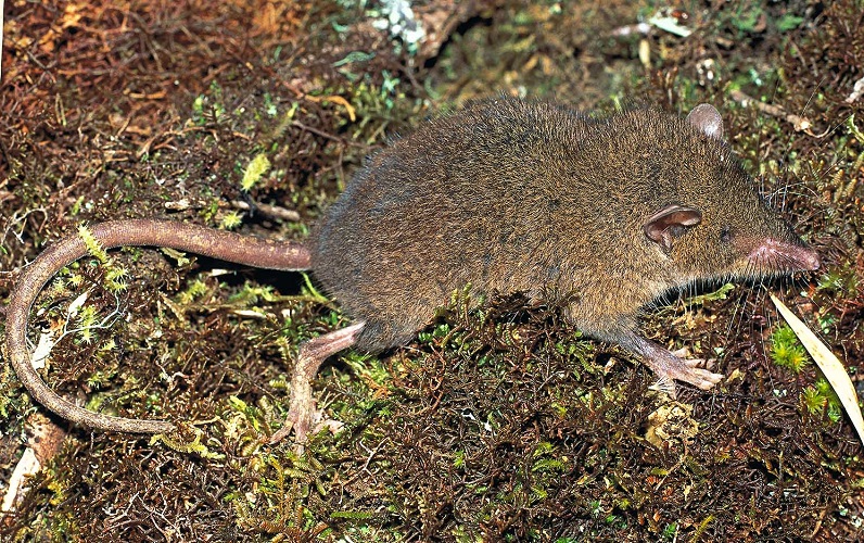 Cowan's Shrew Tenrec (Microgale cowani) - Anjanaharibe - Madagascar - Copyright Harald Sch&uuml;tz