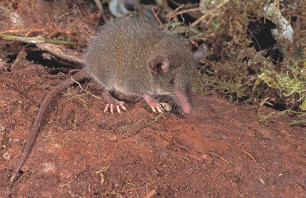 Pale Shrew Tenrec (Microgale fotsifotsy) - Ranomafana - Madagascar - Copyright Harald Sch&uuml;tz