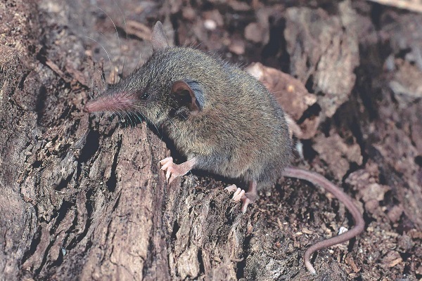 Pale Shrew Tenrec (Microgale fotsifotsy) - Daraina - Madagascar - Copyright Harald Sch&uuml;tz