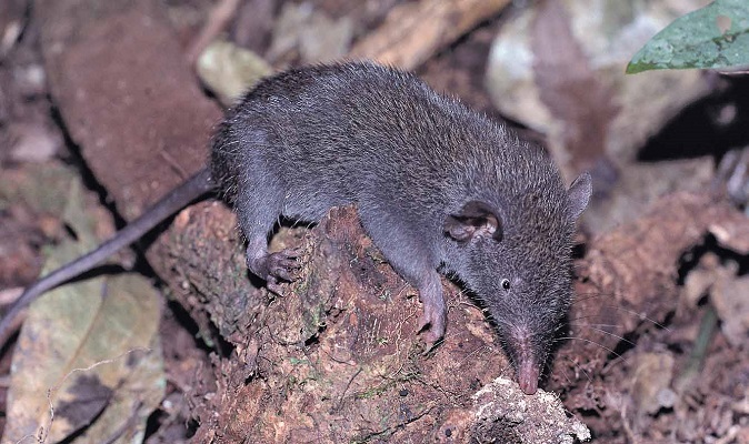 Gracile Shrew Tenrec (Microgale gracilis) - Anjanaharibe - Madagascar - Copyright Harald Sch&uuml;tz