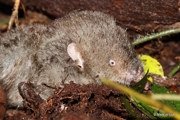 Mole-like Rice Tenrec (Oryzorictes hova) - Ranomafana National Park - Madagascar - &copy; Markus Lilje