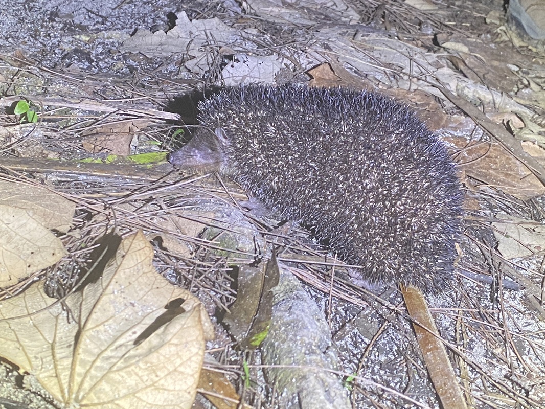 Greater Hedgehog Tenrec (Setifer setosus) - Ile aux Nattes, July 2024 - Madagascar - Copyright Elke Kupitz