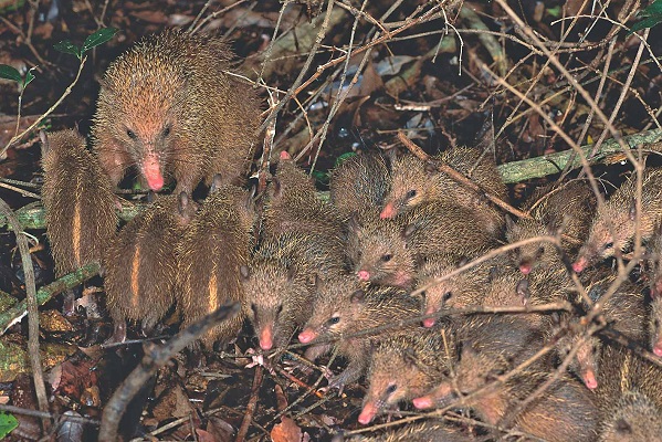 Tail-less tenrec (Tenrec ecaudatus) - Ankarana - Madagascar - Copyright Harald Sch&uuml;tz