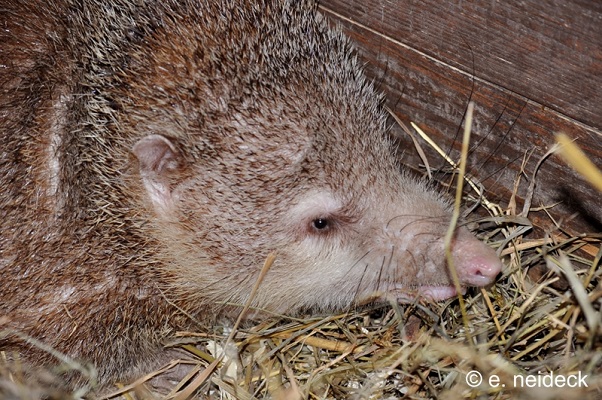 Tail-less Tenrec (Tenrec ecaudatus) - Copyright Elias Neideck