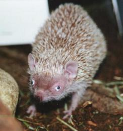 M&auml;nnchen mit Augendr&uuml;sensekretion