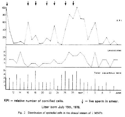 Fig. 2   Distribution of epithelial cells in the cloacal smears of female M547b.