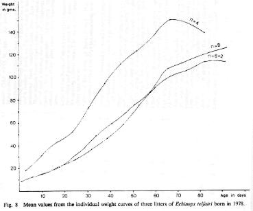 Fig. 8   Mean values from the individual weight curves of three litters of Echinops telfairi born in 1978.
