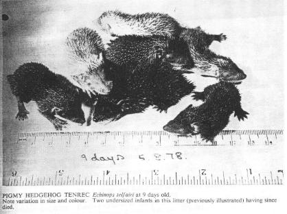 Pigmy Hedgehog Tenrec Echinops telfairi at 9 days old. Note variation in size and colour. Two undersized infants in this litter (previously illustrated) having since died.