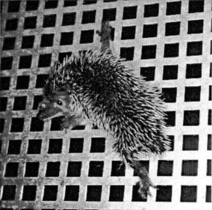 Young Echinops of about 25 days of age.