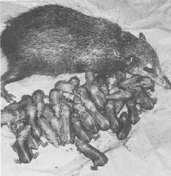 Female Tailless tenrec (Tenrec ecaudatus) with her newborn litter of 31 at Wassenaar Zoo; 30 survived to maturity.
